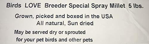 Birds LOVE Spray Millet Non-GMO for Birds Cockatiel Lovebird Parakeet Finch Canary All Parrots Healthy Treat