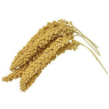 Birds LOVE Spray Millet Non-GMO for Birds Cockatiel Lovebird Parakeet Finch Canary All Parrots Healthy Treat