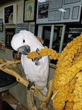 Birds LOVE Spray Millet Non-GMO for Birds Cockatiel Lovebird Parakeet Finch Canary All Parrots Healthy Treat