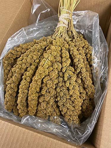 Birds LOVE Spray Millet Non-GMO for Birds Cockatiel Lovebird Parakeet Finch Canary All Parrots Healthy Treat