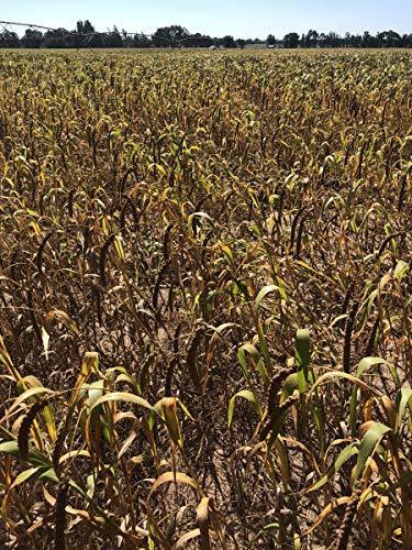 Birds LOVE Spray Millet Non-GMO for Birds Cockatiel Lovebird Parakeet Finch Canary All Parrots Healthy Treat