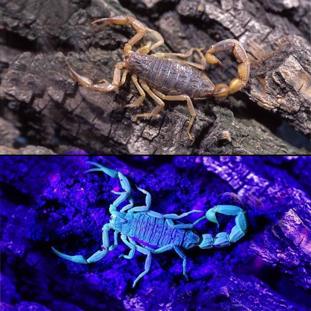 UV Flashlight Black LOFTEK Light, 51 LED 395 nM Ultraviolet Flashlight Perfect Detector for Pet (Dog and Cat ) Urine, Dry Stains and Bed Bug, Handheld Blacklight for Scorpion Hunting