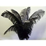 Ostrich Deluxe Formal BLACK- Feather Plume 20-26