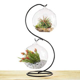 SunGrow 2 Glass Plant Terrarium Globes with Metal Stand - 13” Tall Black S-Hook Plant Stand from Includes Pair of 4.7” Crystal Clear Glass Vivariums - Opening of 2.4” for Small Air Plants & Cactus