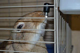 RentACoop No Drip Small Animal Water Bottle. BPA Free. Best Water Bottle for Small Pet/Bunny/Ferret/Hamster/Guinea Pig/Rabbit
