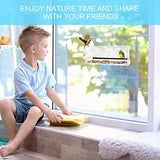 Ankway Durable Acrylic Window Bird Feeder for Outside with 3 Strong Sticky Suction Cups, Removable Tray, Drain Holes for Bluebird Cardinal Bird