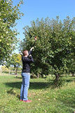 7Penn Apple Picking Fruit Tree Picker Tool with Metal Basket and Light Aluminum 4.5 to 13’ Feet Telescoping Grabber Pole